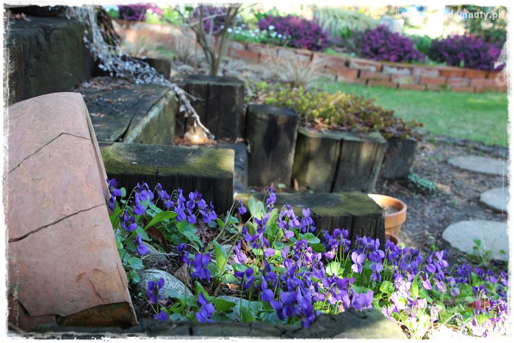 Byliny kwitnące wiosną 64