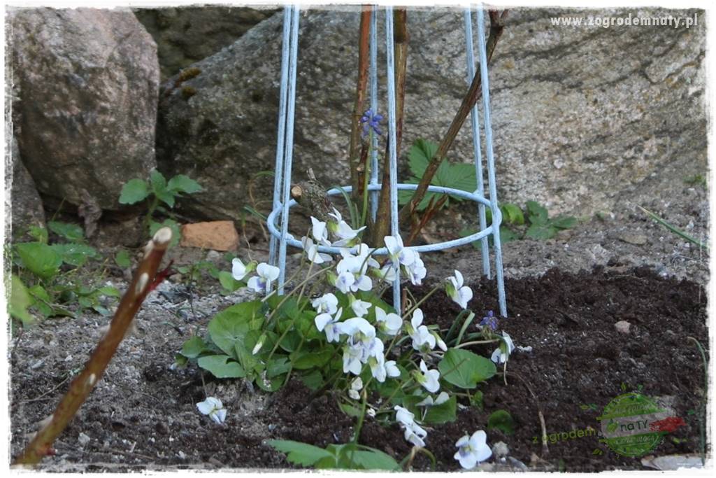 Byliny kwitnące wiosną 65