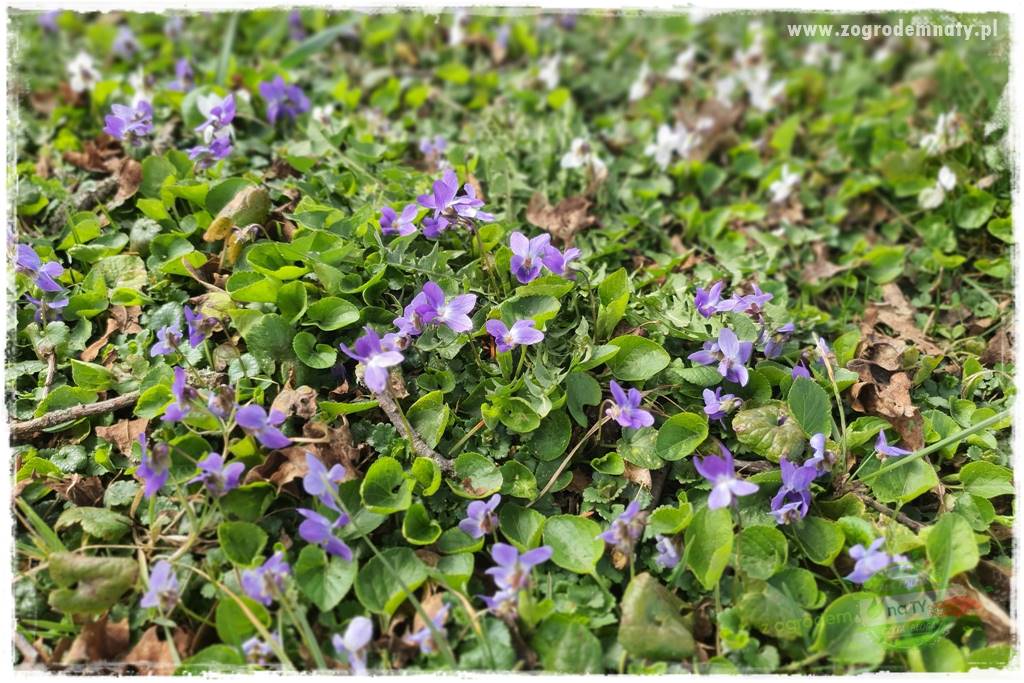 Byliny kwitnące wiosną 66