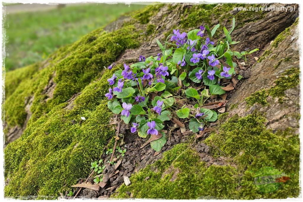 Byliny kwitnące wiosną 67