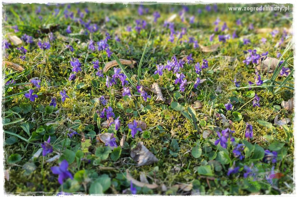 Byliny kwitnące wiosną 67a