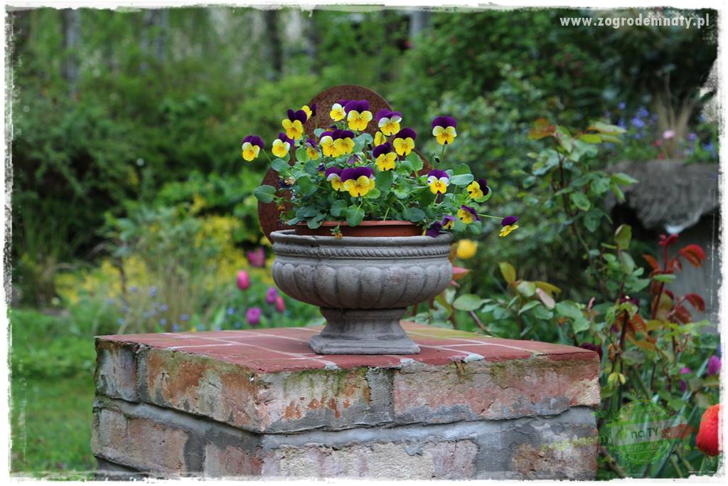 Byliny kwitnące wiosną 69