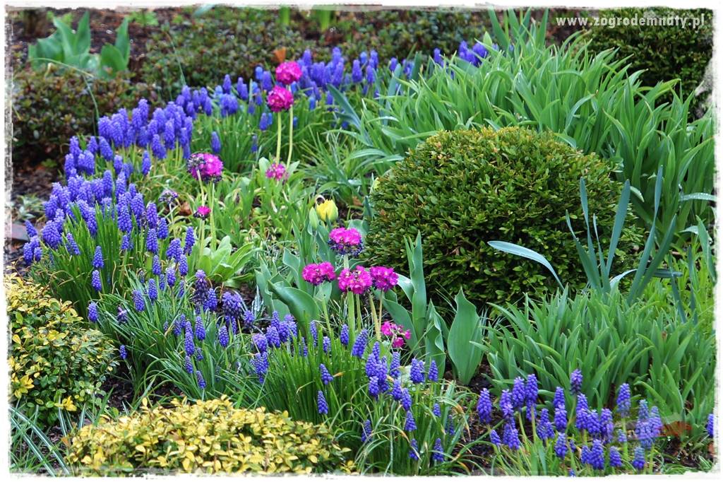 Byliny kwitnące wiosną 7