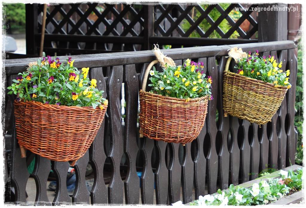 Byliny kwitnące wiosną 71