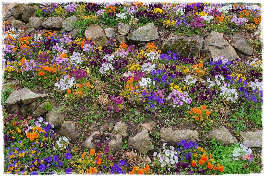 Byliny kwitnące wiosną 72