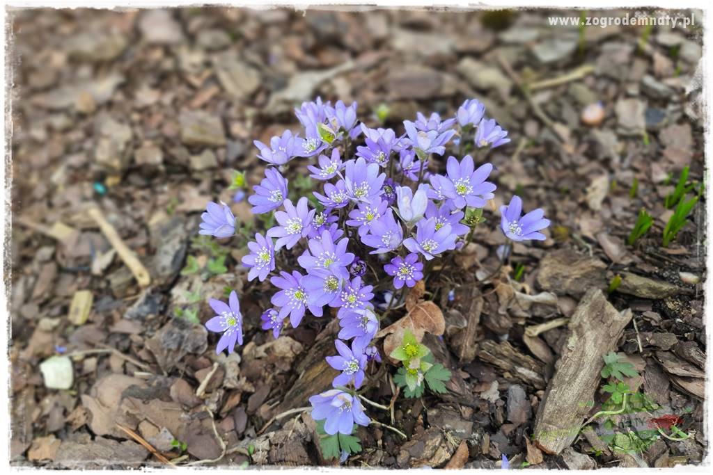 Byliny kwitnące wiosną 73