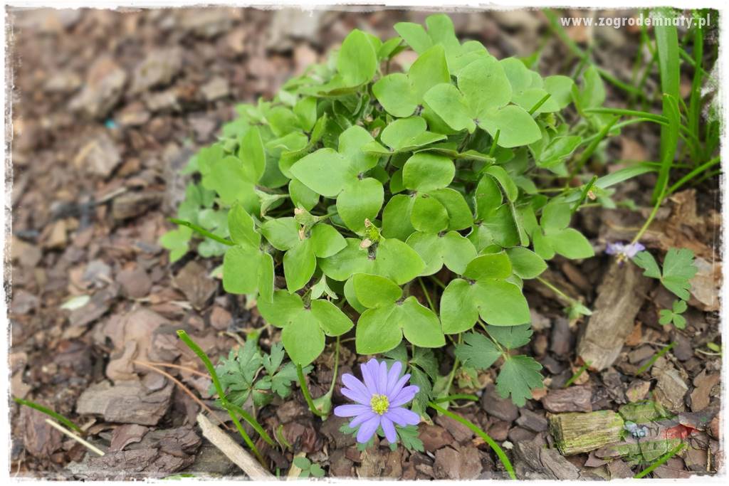 Byliny kwitnące wiosną 75