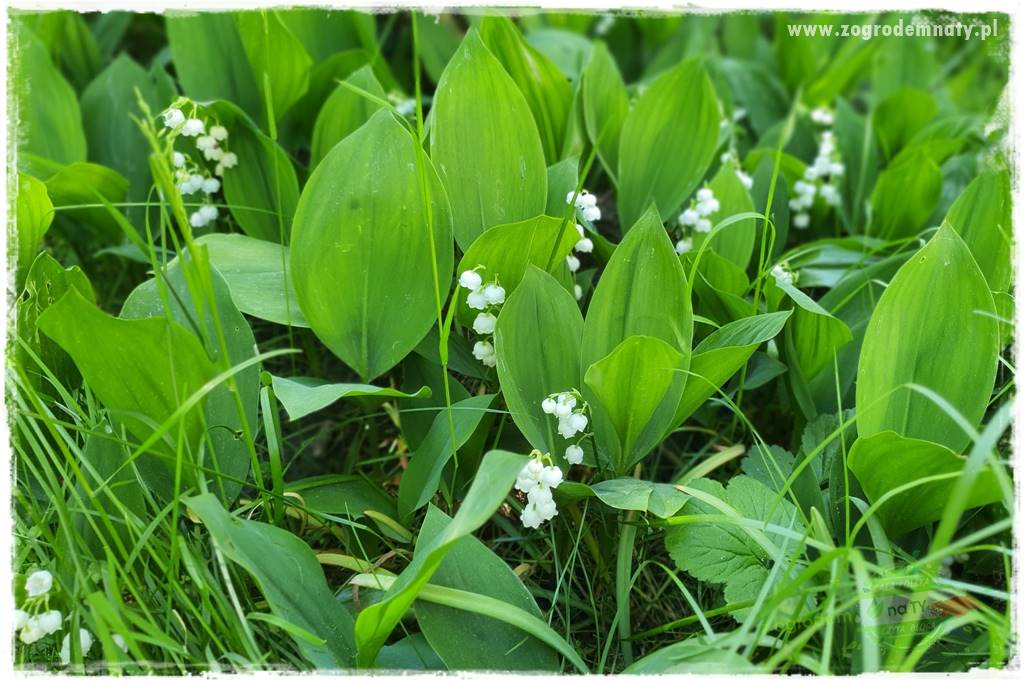 Byliny kwitnące wiosną 76