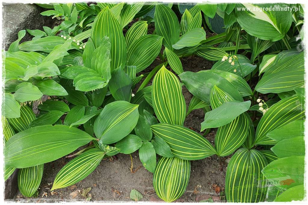 Byliny kwitnące wiosną 77