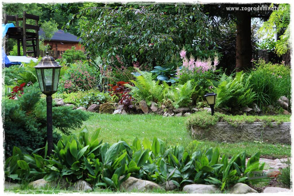 Byliny kwitnące wiosną 78