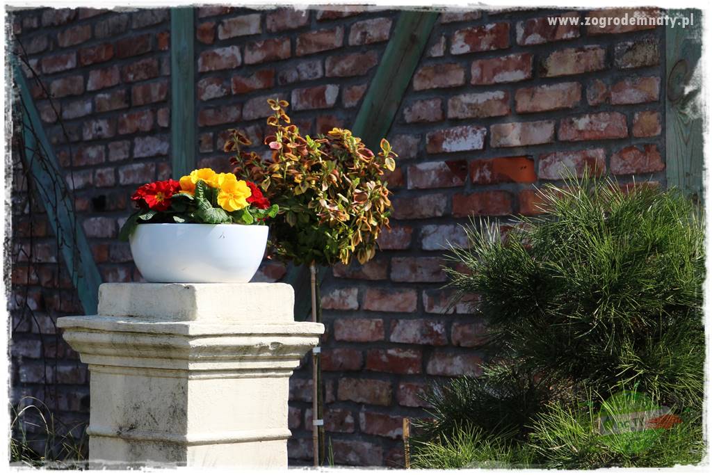 Byliny kwitnące wiosną 9