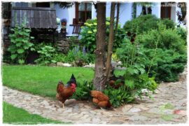 Czy można hodować kury w mieście 0