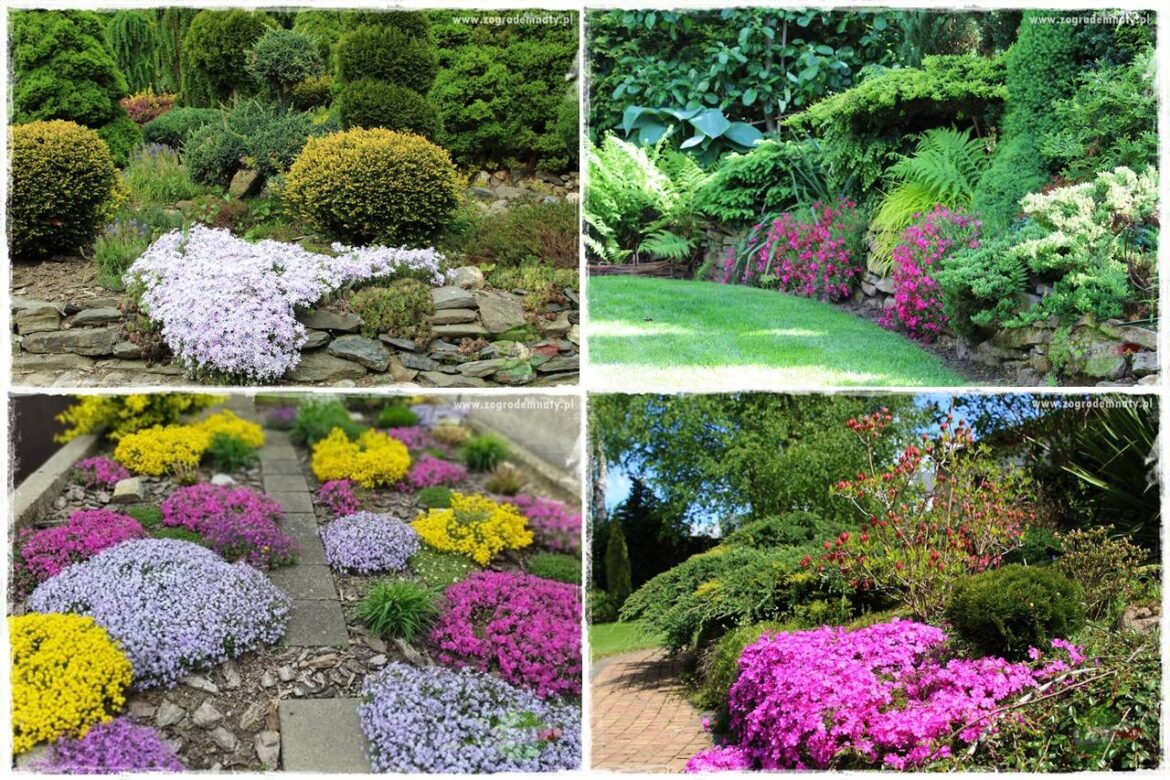 Floks szydlasty w ogrodzie 0