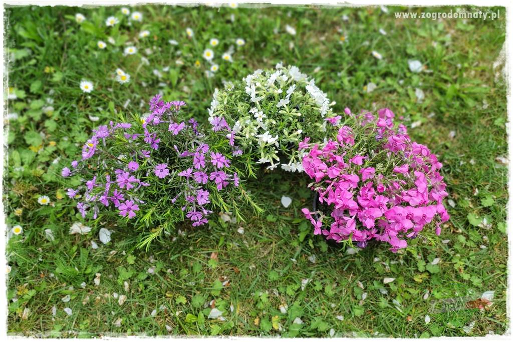 Floks szydlasty w ogrodzie 1