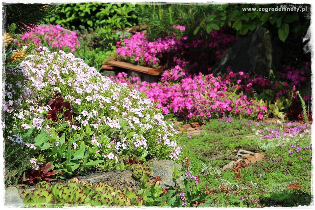 Floks szydlasty w ogrodzie 10