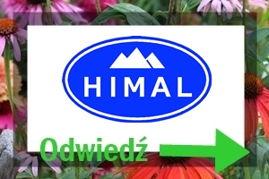 Floks szydlasty w ogrodzie 101