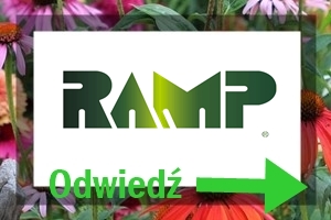 Floks szydlasty w ogrodzie 102