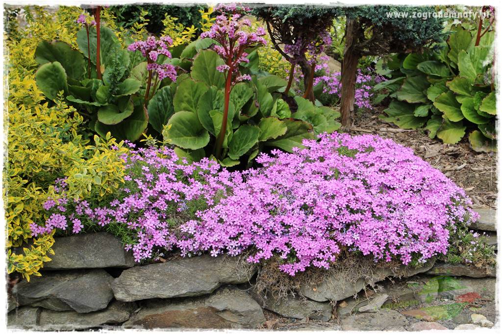 Floks szydlasty w ogrodzie 11