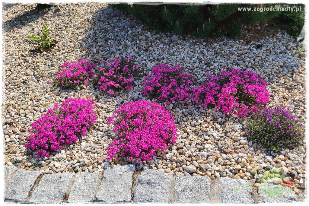 Floks szydlasty w ogrodzie 12