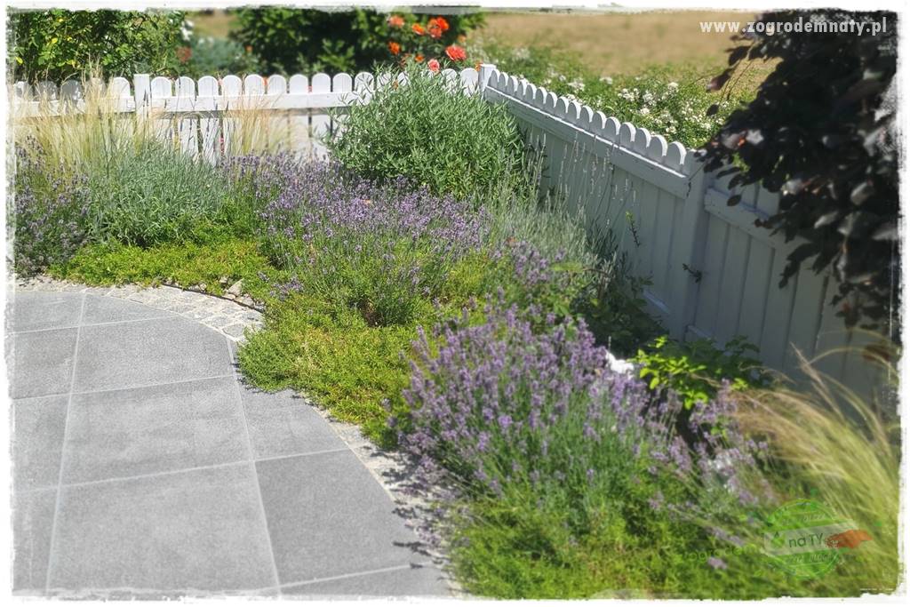 Floks szydlasty w ogrodzie 13