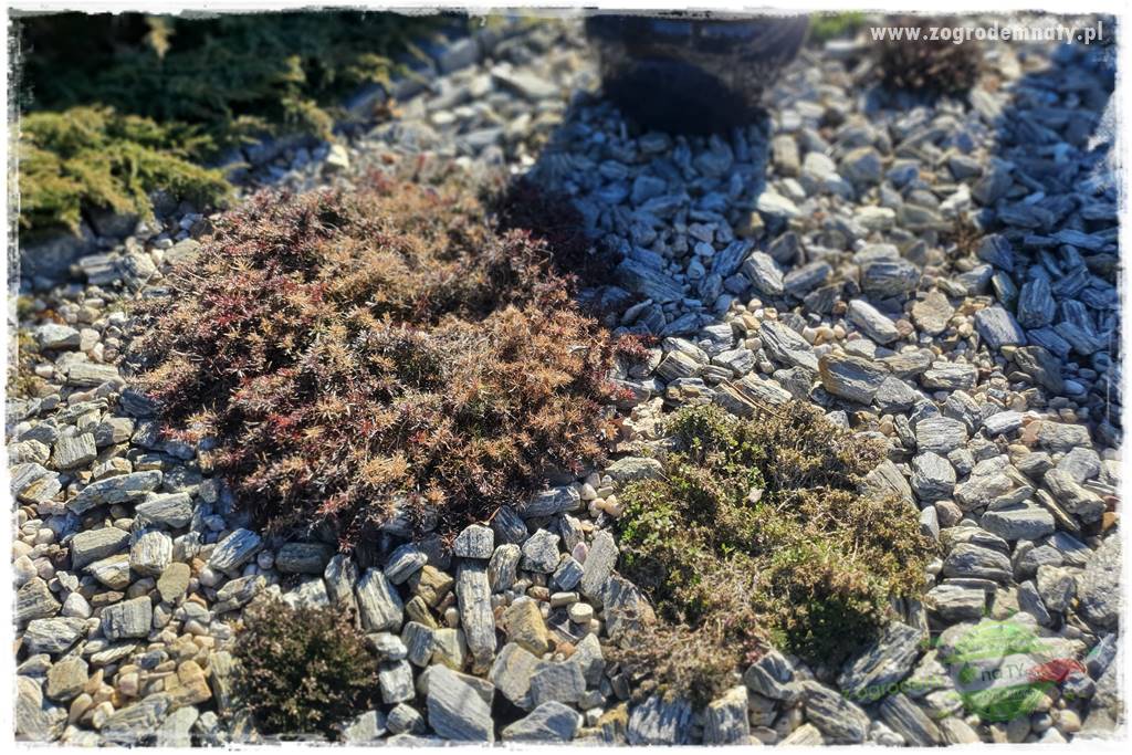 Floks szydlasty w ogrodzie 14