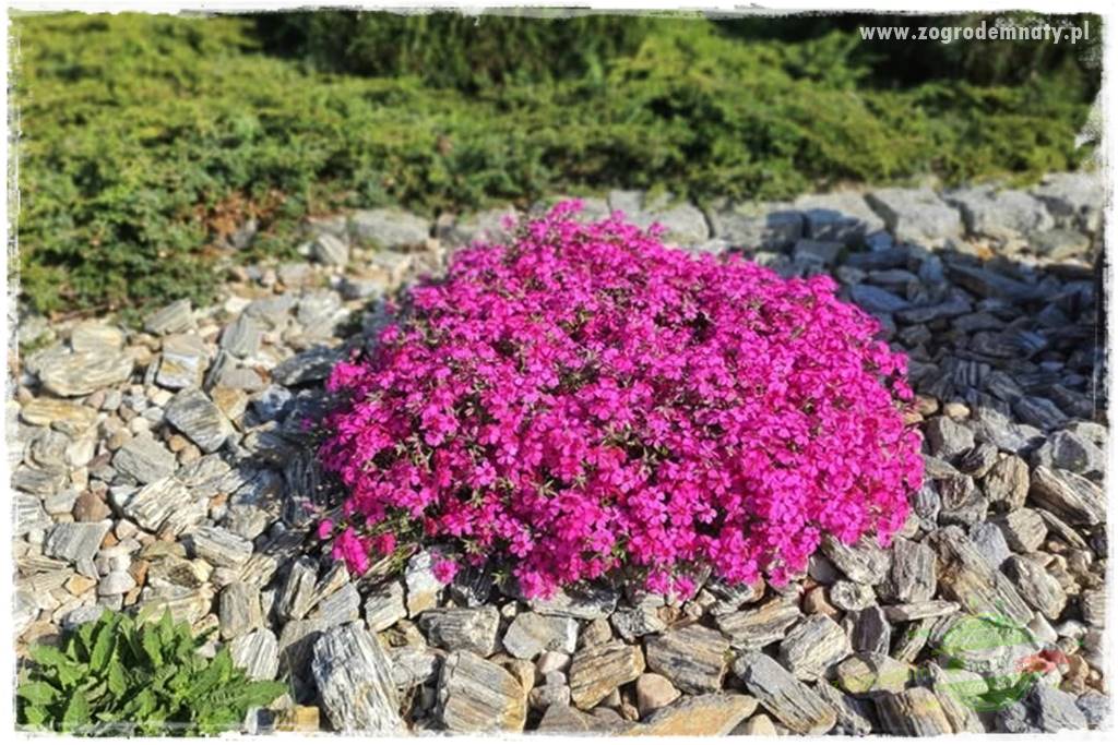 Floks szydlasty w ogrodzie 15