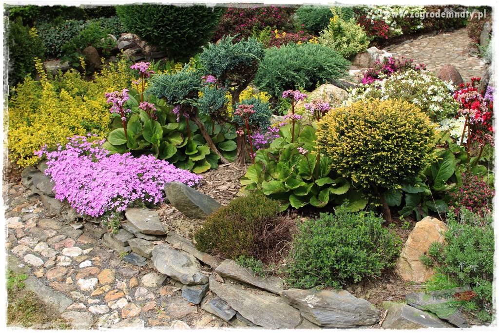 Floks szydlasty w ogrodzie 16