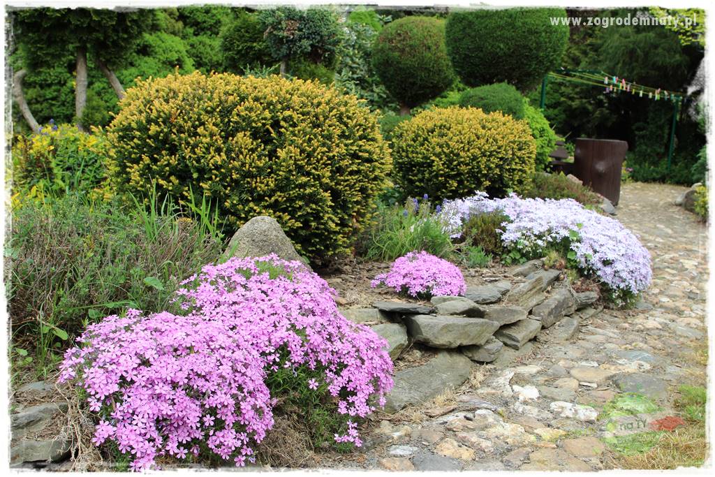 Floks szydlasty w ogrodzie 17