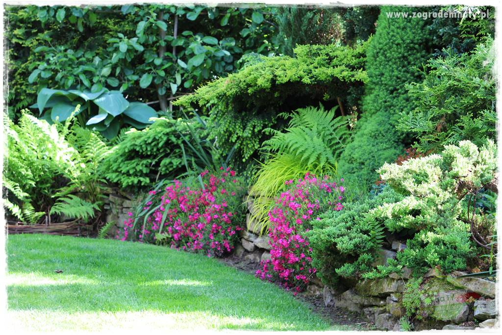 Floks szydlasty w ogrodzie 18