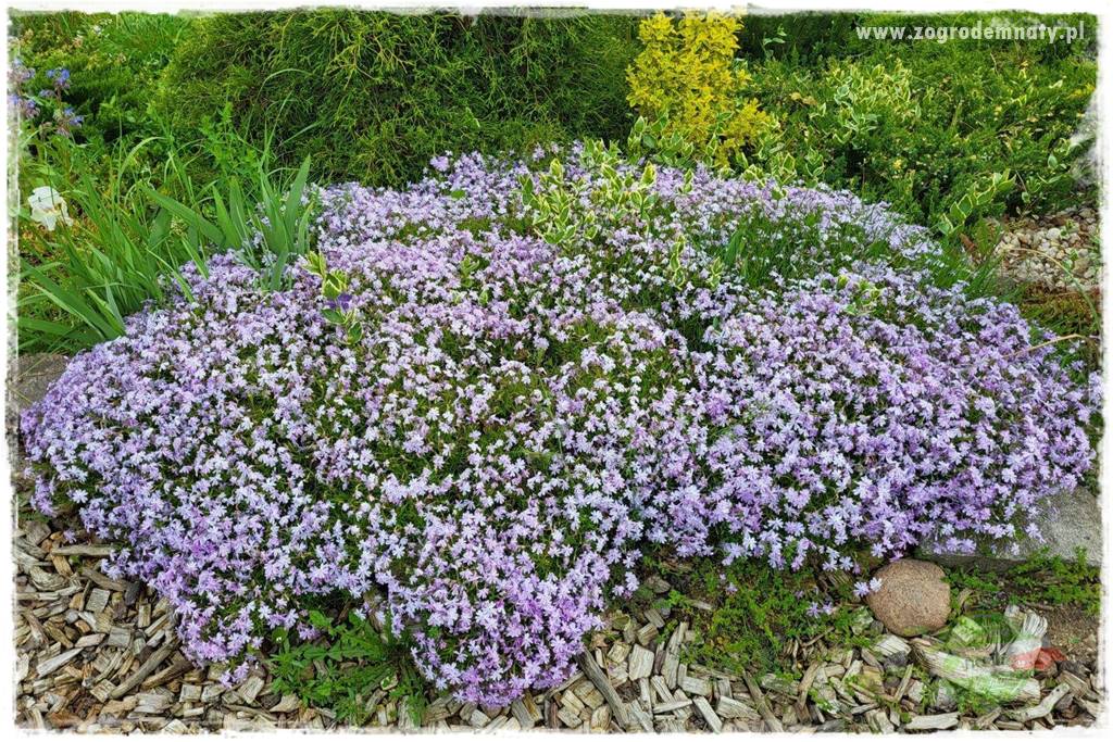 Floks szydlasty w ogrodzie 2