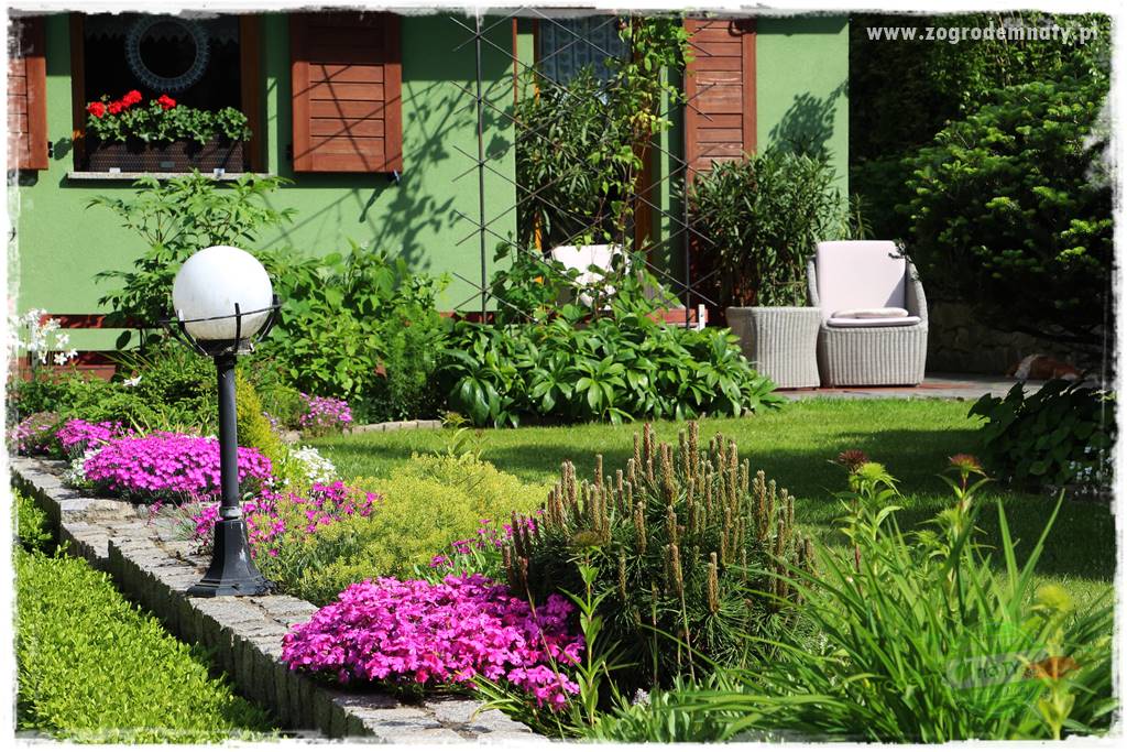 Floks szydlasty w ogrodzie 20