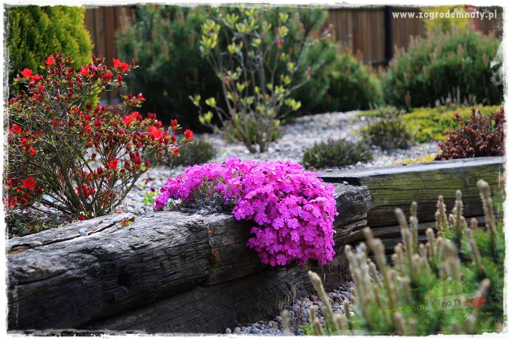 Floks szydlasty w ogrodzie 21