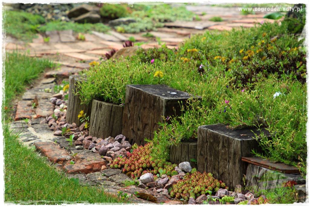 Floks szydlasty w ogrodzie 22