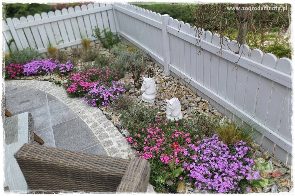 Floks szydlasty w ogrodzie 24