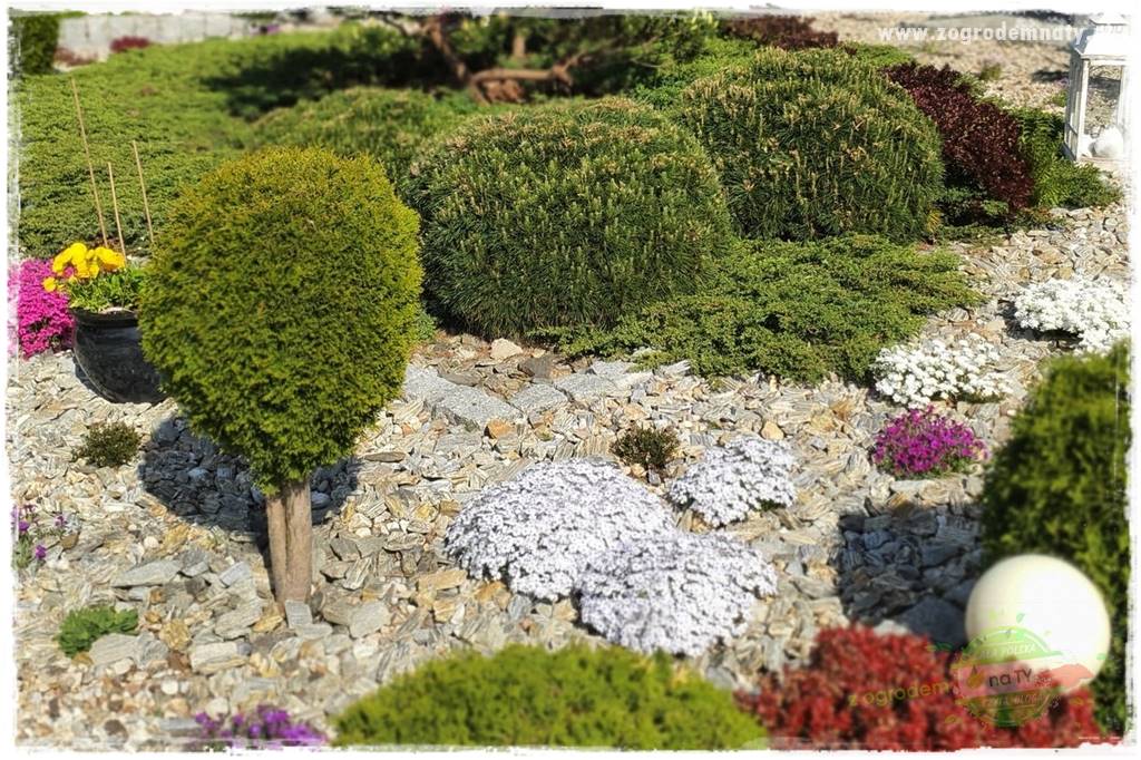 Floks szydlasty w ogrodzie 25