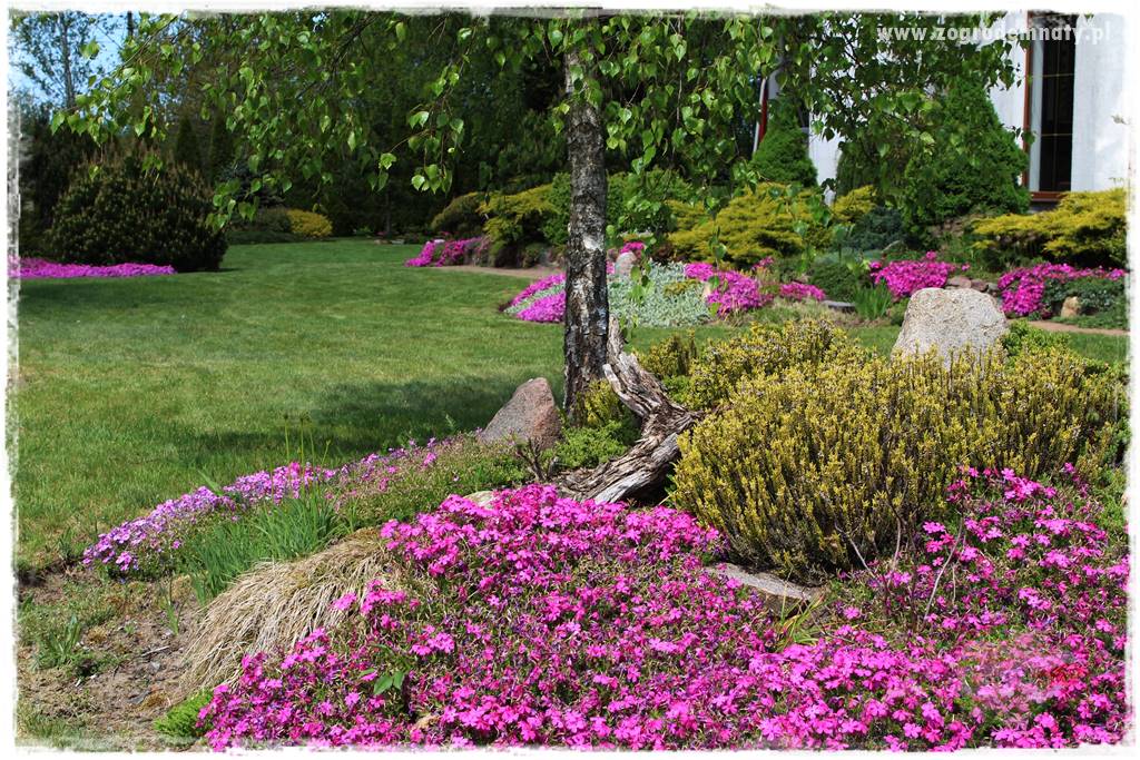 Floks szydlasty w ogrodzie 27