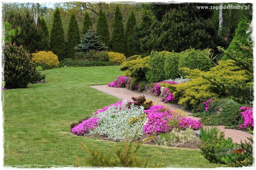 Floks szydlasty w ogrodzie 28