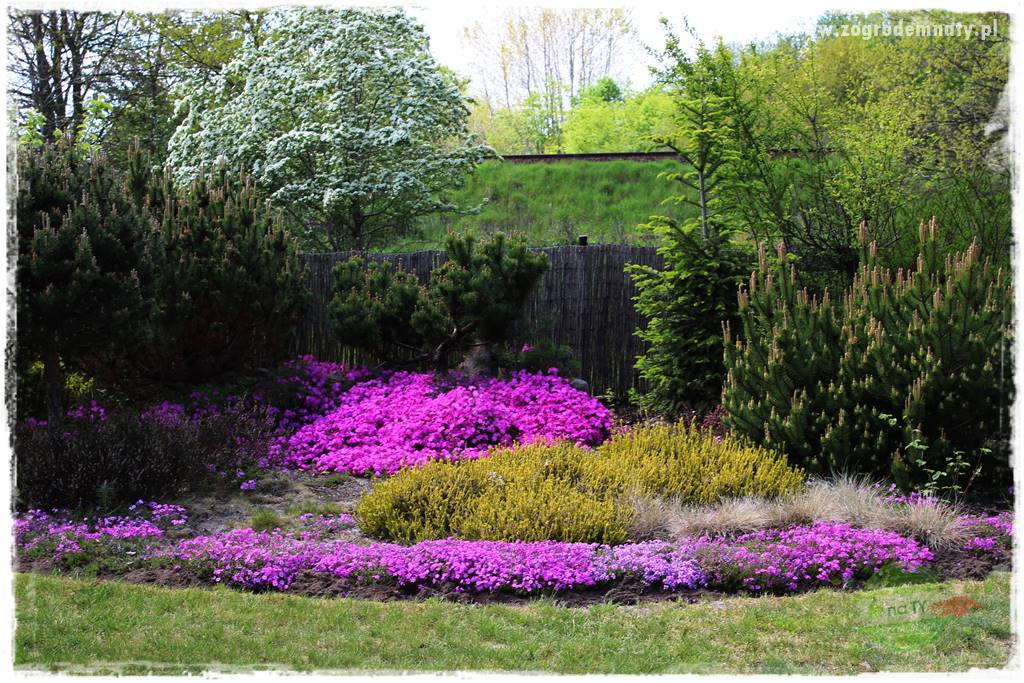 Floks szydlasty w ogrodzie 29