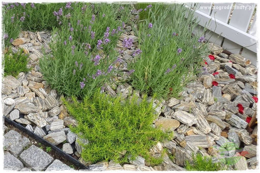 Floks szydlasty w ogrodzie 3