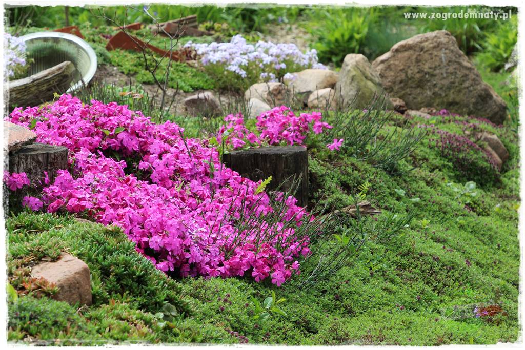 Floks szydlasty w ogrodzie 30