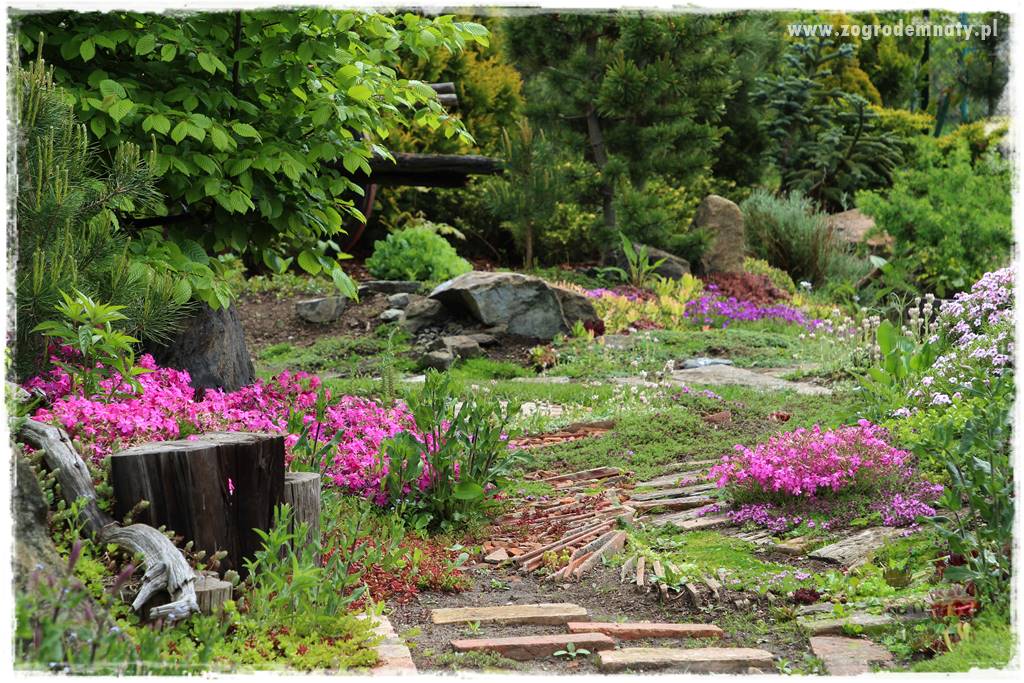 Floks szydlasty w ogrodzie 31