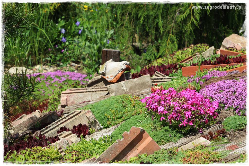 Floks szydlasty w ogrodzie 32