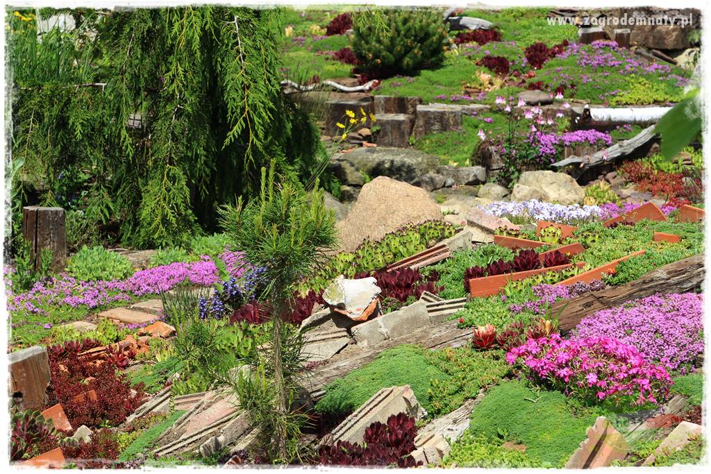 Floks szydlasty w ogrodzie 33