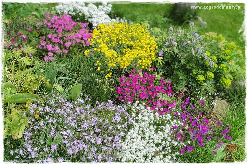 Floks szydlasty w ogrodzie 34