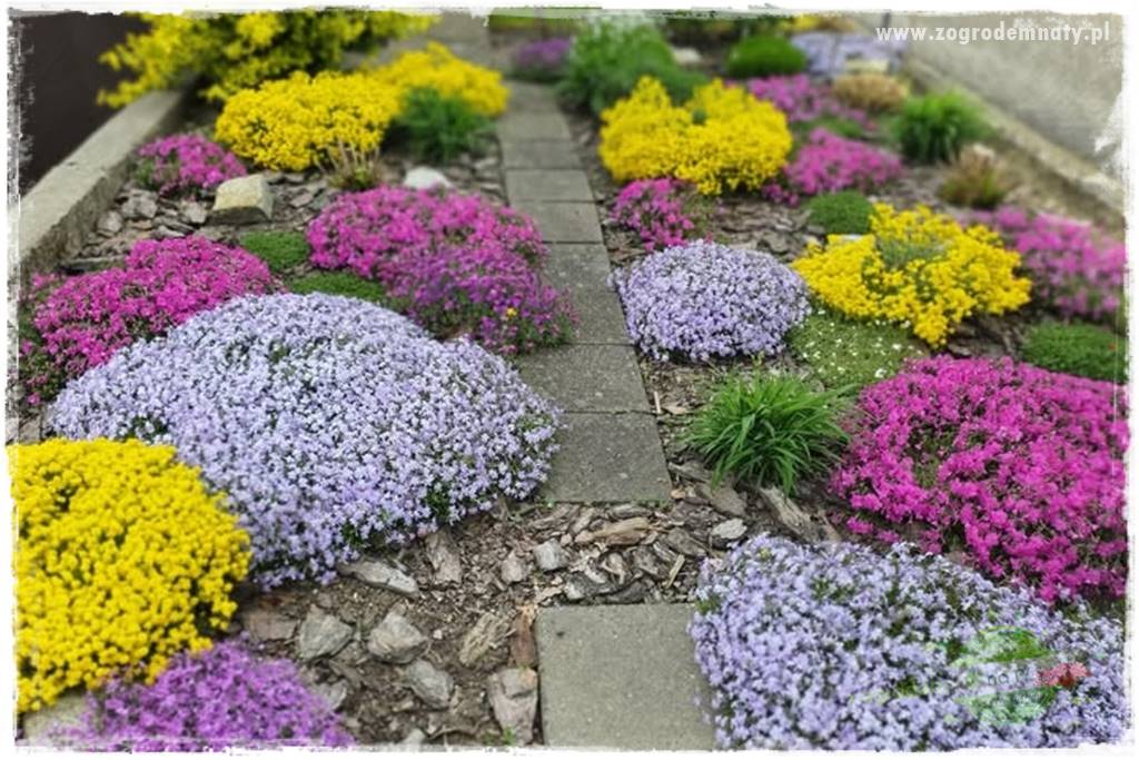 Floks szydlasty w ogrodzie 36