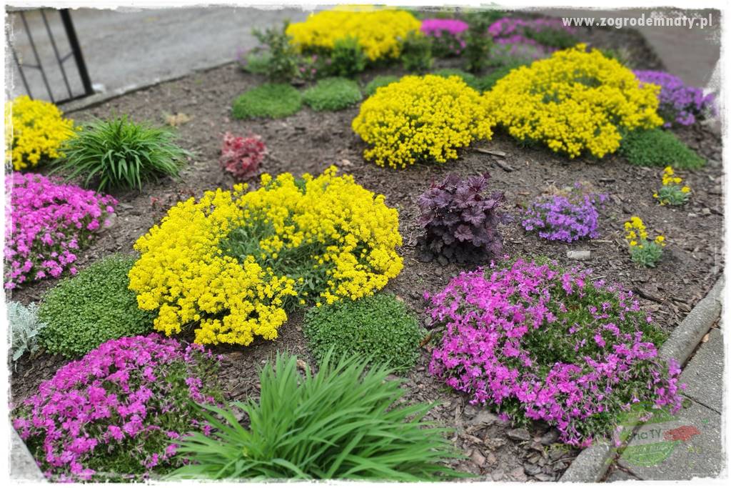 Floks szydlasty w ogrodzie 37