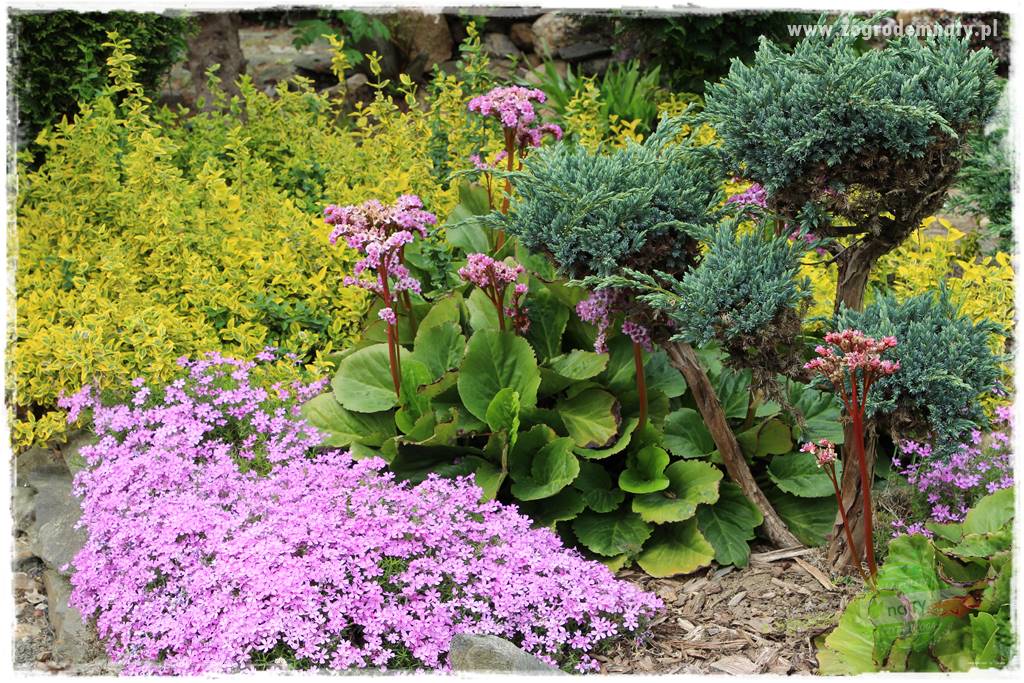 Floks szydlasty w ogrodzie 38