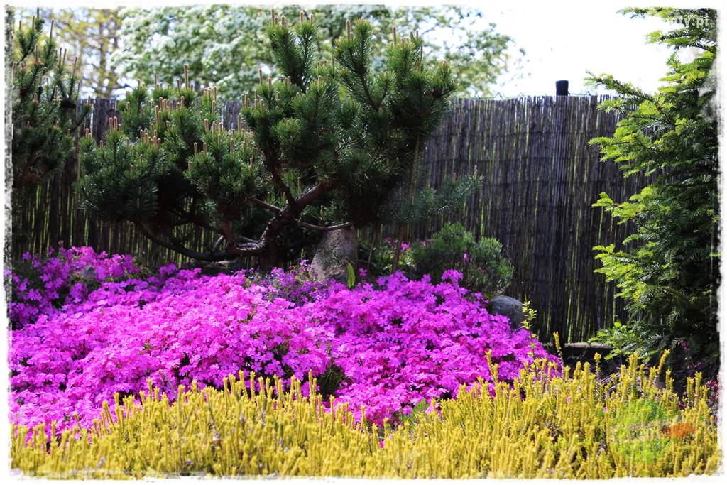 Floks szydlasty w ogrodzie 4