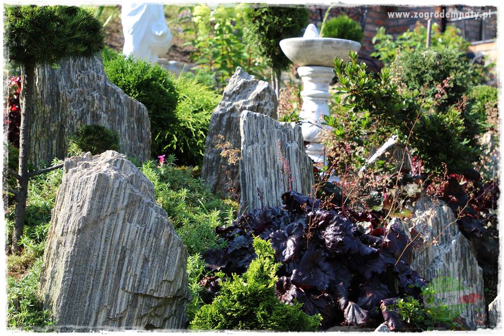 Floks szydlasty w ogrodzie 40