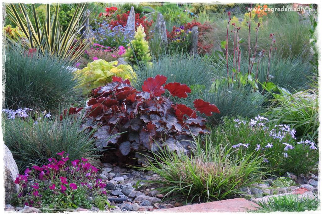 Floks szydlasty w ogrodzie 41